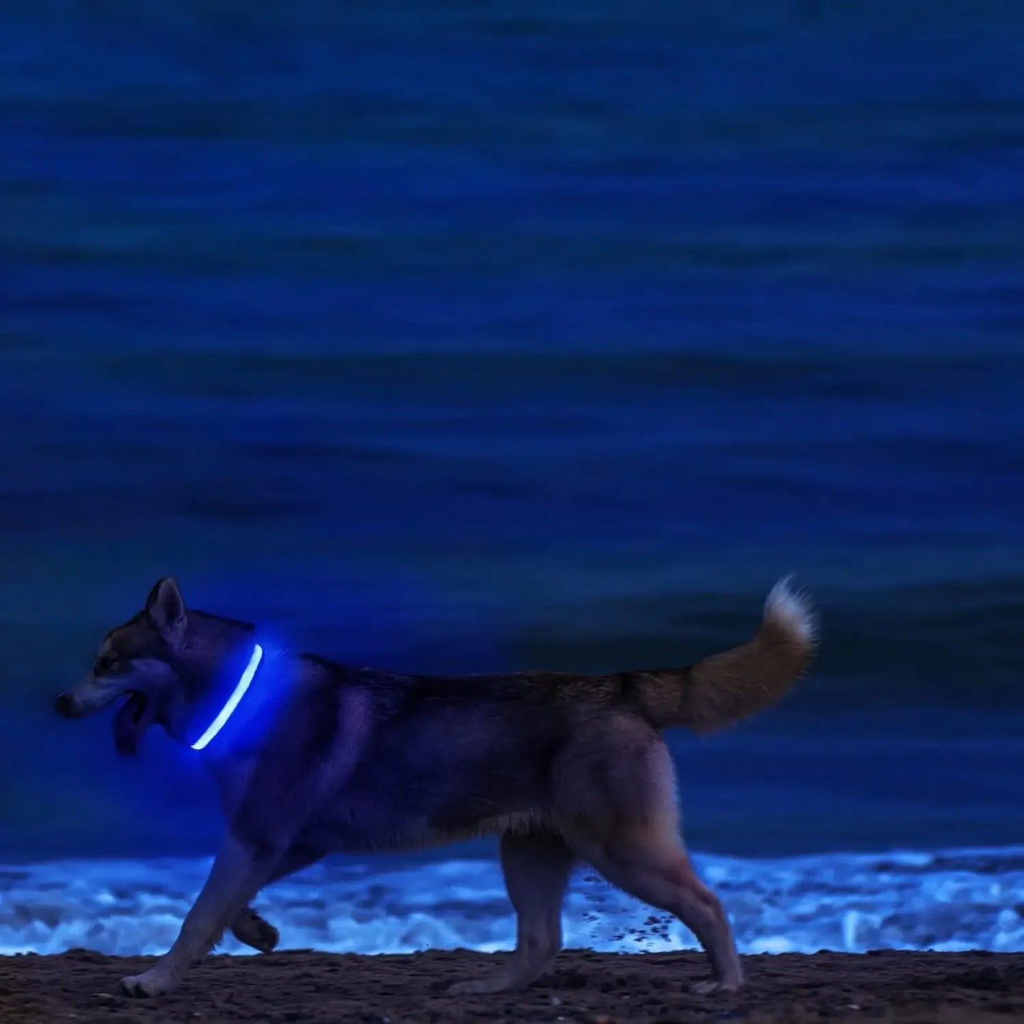 Light Up LED Dog Collar – Glowing Safety Collar for Night Walking | Adjustable Flashing Pet Collar for Small, Medium & Large Dogs